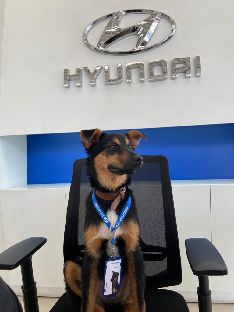 Hyundai Colombia Perro