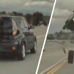 Video-wtf-Kia-Soul