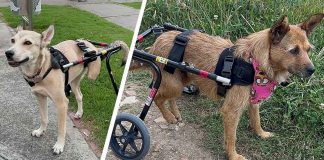 Perritos-sillas-de-ruedas-Toyota-Colombia