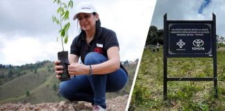 Bosque-Toyota-árboles-Colombia