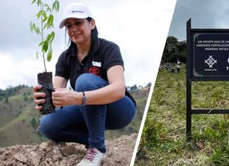 Bosque-Toyota-árboles-Colombia