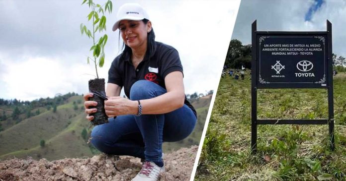 Bosque-Toyota-árboles-Colombia