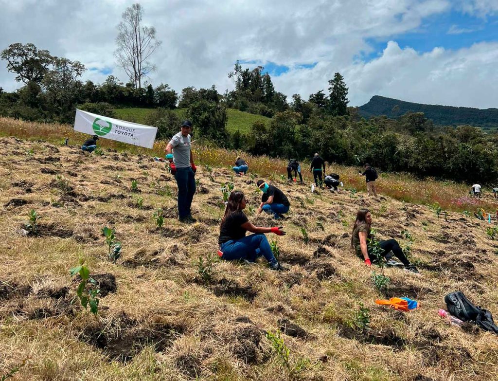 Bosque-Toyota-árboles-Colombia